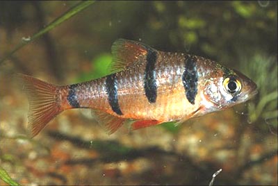 Puntius pentazona